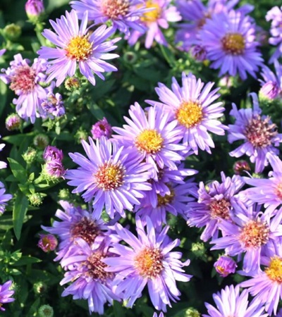 Aster Woods Purple